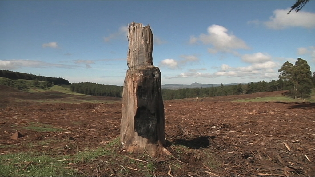KENYA / DEFORESTATION